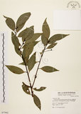 中文名:台灣肉桂(S077942)學名:Cinnamomum insularimontanum Hayata(S077942)英文名:Mountain Cinnamon Tree