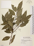 中文名:台灣肉桂(S077978)學名:Cinnamomum insularimontanum Hayata(S077978)英文名:Mountain Cinnamon Tree