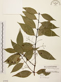 中文名:台灣肉桂(S077979)學名:Cinnamomum insularimontanum Hayata(S077979)英文名:Mountain Cinnamon Tree