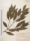 中文名:台灣肉桂(S087664)學名:Cinnamomum insularimontanum Hayata(S087664)英文名:Mountain Cinnamon Tree
