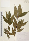 中文名:台灣肉桂(S089667)學名:Cinnamomum insularimontanum Hayata(S089667)英文名:Mountain Cinnamon Tree