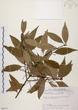 中文名:台灣肉桂(S089719)學名:Cinnamomum insularimontanum Hayata(S089719)英文名:Mountain Cinnamon Tree