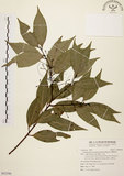 中文名:台灣肉桂(S092596)學名:Cinnamomum insularimontanum Hayata(S092596)英文名:Mountain Cinnamon Tree