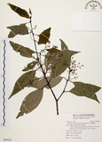 中文名:台灣肉桂(S093022)學名:Cinnamomum insularimontanum Hayata(S093022)英文名:Mountain Cinnamon Tree