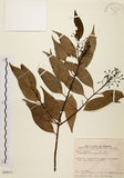 中文名:台灣肉桂(S099072)學名:Cinnamomum insularimontanum Hayata(S099072)英文名:Mountain Cinnamon Tree