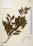 中文名:台灣肉桂(S112902)學名:Cinnamomum insularimontanum Hayata(S112902)英文名:Mountain Cinnamon Tree