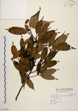中文名:台灣肉桂(S112903)學名:Cinnamomum insularimontanum Hayata(S112903)英文名:Mountain Cinnamon Tree