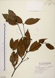 中文名:台灣肉桂(S112905)學名:Cinnamomum insularimontanum Hayata(S112905)英文名:Mountain Cinnamon Tree