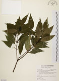 中文名:台灣肉桂(S113652)學名:Cinnamomum insularimontanum Hayata(S113652)英文名:Mountain Cinnamon Tree