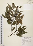 中文名:台灣肉桂(S113657)學名:Cinnamomum insularimontanum Hayata(S113657)英文名:Mountain Cinnamon Tree