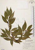 中文名:台灣肉桂(S119327)學名:Cinnamomum insularimontanum Hayata(S119327)英文名:Mountain Cinnamon Tree