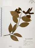 中文名:土肉桂(S000198)學名:Cinnamomum osmophloeum Kanehira(S000198)英文名:Indigenous Cinnamon Tree