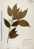 中文名:土肉桂(S000199)學名:Cinnamomum osmophloeum Kanehira(S000199)英文名:Indigenous Cinnamon Tree
