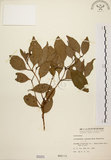 中文名:土肉桂(S000201)學名:Cinnamomum osmophloeum Kanehira(S000201)英文名:Indigenous Cinnamon Tree