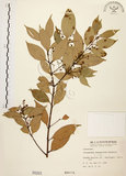 中文名:土肉桂(S000203)學名:Cinnamomum osmophloeum Kanehira(S000203)英文名:Indigenous Cinnamon Tree