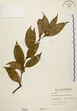中文名:土肉桂(S000204)學名:Cinnamomum osmophloeum Kanehira(S000204)英文名:Indigenous Cinnamon Tree