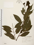 中文名:土肉桂(S002081)學名:Cinnamomum osmophloeum Kanehira(S002081)英文名:Indigenous Cinnamon Tree