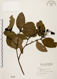 中文名:土肉桂(S002165)學名:Cinnamomum osmophloeum Kanehira(S002165)英文名:Indigenous Cinnamon Tree
