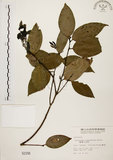中文名:土肉桂(S002166)學名:Cinnamomum osmophloeum Kanehira(S002166)英文名:Indigenous Cinnamon Tree