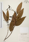 中文名:土肉桂(S005268)學名:Cinnamomum osmophloeum Kanehira(S005268)英文名:Indigenous Cinnamon Tree