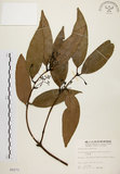 中文名:土肉桂(S005273)學名:Cinnamomum osmophloeum Kanehira(S005273)英文名:Indigenous Cinnamon Tree