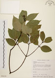 中文名:土肉桂(S026139)學名:Cinnamomum osmophloeum Kanehira(S026139)英文名:Indigenous Cinnamon Tree