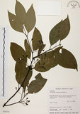 中文名:土肉桂(S034214)學名:Cinnamomum osmophloeum Kanehira(S034214)英文名:Indigenous Cinnamon Tree