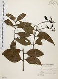 中文名:土肉桂(S046132)學名:Cinnamomum osmophloeum Kanehira(S046132)英文名:Indigenous Cinnamon Tree