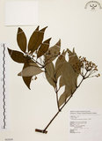 中文名:土肉桂(S062650)學名:Cinnamomum osmophloeum Kanehira(S062650)英文名:Indigenous Cinnamon Tree
