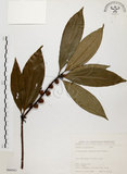 中文名:土肉桂(S066943)學名:Cinnamomum osmophloeum Kanehira(S066943)英文名:Indigenous Cinnamon Tree