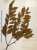 中文名:土肉桂(S071634)學名:Cinnamomum osmophloeum Kanehira(S071634)英文名:Indigenous Cinnamon Tree