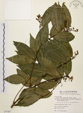 中文名:土肉桂(S077267)學名:Cinnamomum osmophloeum Kanehira(S077267)英文名:Indigenous Cinnamon Tree