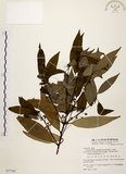 中文名:土肉桂(S077762)學名:Cinnamomum osmophloeum Kanehira(S077762)英文名:Indigenous Cinnamon Tree