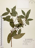 中文名:土肉桂(S082572)學名:Cinnamomum osmophloeum Kanehira(S082572)英文名:Indigenous Cinnamon Tree