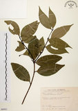 中文名:土肉桂(S089921)學名:Cinnamomum osmophloeum Kanehira(S089921)英文名:Indigenous Cinnamon Tree