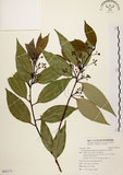 中文名:土肉桂(S092175)學名:Cinnamomum osmophloeum Kanehira(S092175)英文名:Indigenous Cinnamon Tree