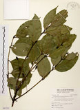 中文名:土肉桂(S097221)學名:Cinnamomum osmophloeum Kanehira(S097221)英文名:Indigenous Cinnamon Tree