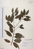 中文名:土肉桂(S112900)學名:Cinnamomum osmophloeum Kanehira(S112900)英文名:Indigenous Cinnamon Tree