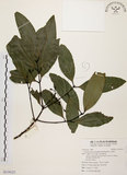 中文名:土肉桂(S119127)學名:Cinnamomum osmophloeum Kanehira(S119127)英文名:Indigenous Cinnamon Tree