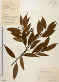中文名:香桂(S059930)學名:Cinnamomum subavenium Miq.(S059930)英文名:Randaishan Cinnamon Tree
