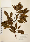 中文名:香桂(S079459)學名:Cinnamomum subavenium Miq.(S079459)英文名:Randaishan Cinnamon Tree