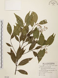 中文名:香桂(S081668)學名:Cinnamomum subavenium Miq.(S081668)英文名:Randaishan Cinnamon Tree