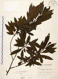 中文名:山胡椒(S000211)學名:Litsea cubeba (Lour.) Pers.(S000211)英文名:Moutain Spicy Tree