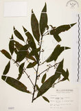 中文名:山胡椒(S001677)學名:Litsea cubeba (Lour.) Pers.(S001677)英文名:Moutain Spicy Tree