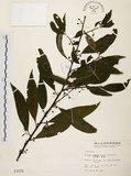 中文名:山胡椒(S001678)學名:Litsea cubeba (Lour.) Pers.(S001678)英文名:Moutain Spicy Tree