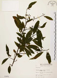 中文名:山胡椒(S001679)學名:Litsea cubeba (Lour.) Pers.(S001679)英文名:Moutain Spicy Tree