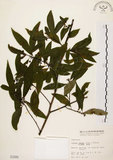 中文名:山胡椒(S001680)學名:Litsea cubeba (Lour.) Pers.(S001680)英文名:Moutain Spicy Tree