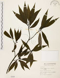 中文名:山胡椒(S001831)學名:Litsea cubeba (Lour.) Pers.(S001831)英文名:Moutain Spicy Tree