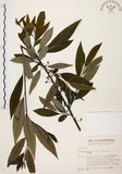 中文名:山胡椒(S002687)學名:Litsea cubeba (Lour.) Pers.(S002687)英文名:Moutain Spicy Tree