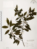 中文名:山胡椒(S002751)學名:Litsea cubeba (Lour.) Pers.(S002751)英文名:Moutain Spicy Tree